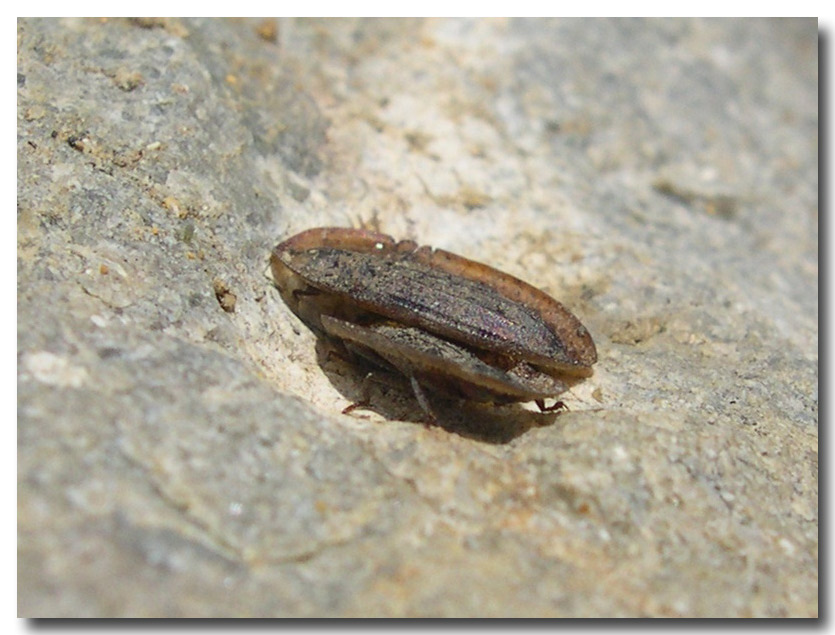 Cossyphus moniliferus, lo stranissimo Tenebrionidae